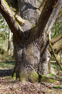 Eiche bei Bothkamp