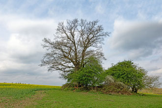 Eiche bei Groß Rolübbe