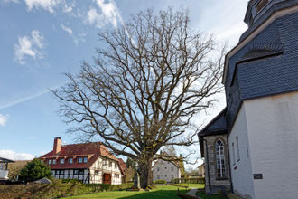 Luthereiche in Langenholtensen