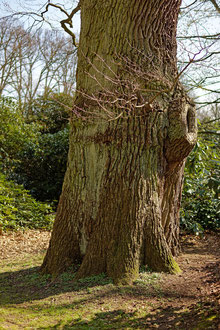 Eiche im Hirschpark in Nienstedten in Hamburg