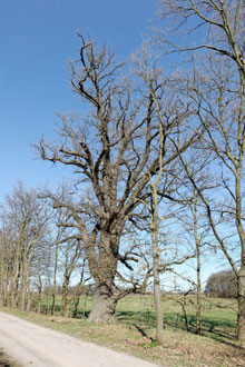 Eiche bei Wendschott