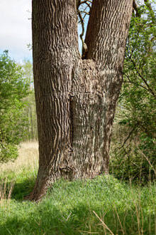 Eiche im Gehege Flehm bei Dobersdorf