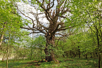 Eiche im Gehege Flehm bei Dobersdorf