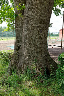 Eiche in Laderholz