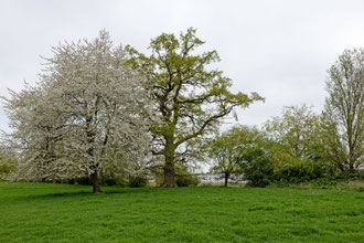 Eiche bei Gut Waterneversdorf