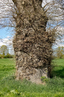 Eiche bei Schillsdorf