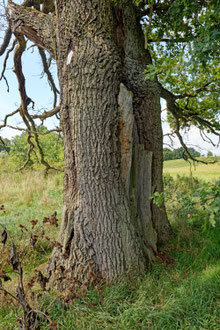 Eiche bei Brustorf