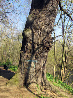 Eiche im Hahnholz in Leipzig