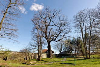 Eiche im Schlosspark Milkwitz