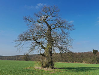 Eiche bei Beberbeck