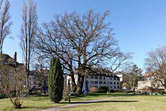 Dreistämmige Eiche in Darmstadt