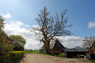 Eiche bei Bredeneek