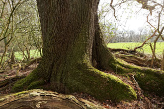 Eiche im Park von Haus Caen