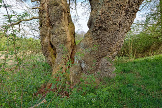 Eiche bei Blomnath