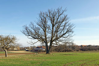 Eiche bei Rudolzhofen