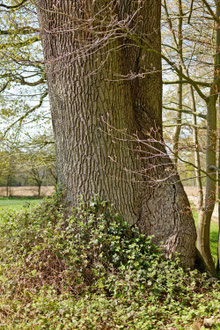 Eiche bei Wulfshagen
