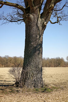 Eiche auf dem Feld bei Rohrenfeld