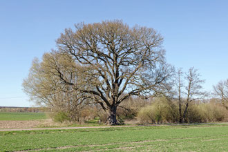 Eiche bei Linsburg