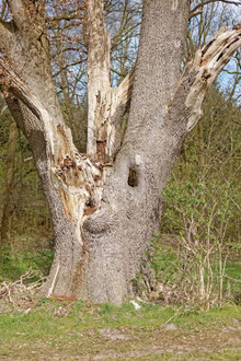 Eiche bei Großenkneten