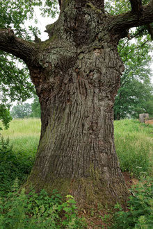 Eiche im Wiesenpark in Magdeburg