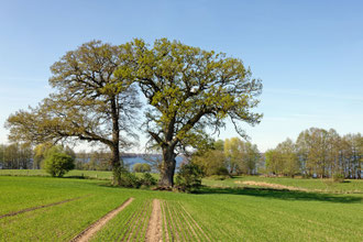 Eiche bei Sepel