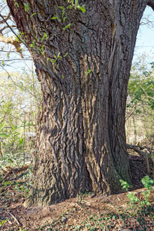 Eiche bei Brokeloh