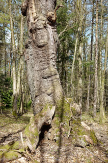 Wilddiebseiche bei Langenholzhausen