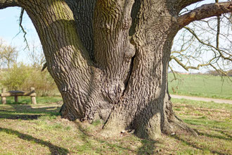 Eiche bei Harxbüttel