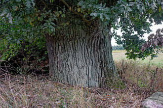 Eiche bei Wesenberg