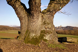 Hüter des Feldes bei Nedensdorf