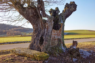 Hüter des Feldes bei Nedensdorf