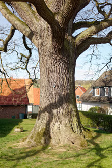 Luthereiche in Langenholtensen