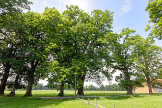 Eiche bei Hössenthal