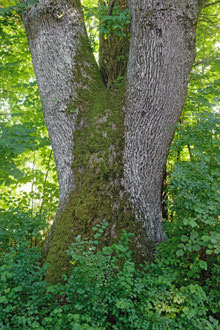 Eiche bei Isny