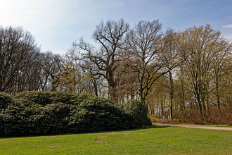 Eiche im Hirschpark in Nienstedten in Hamburg