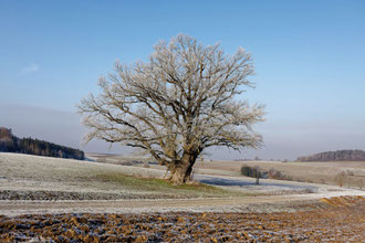 Eiche bei Zeublitz