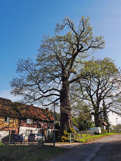 Goethe-Eiche in Silkerode