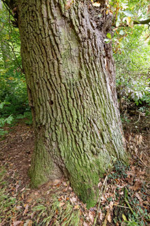 Eiche Reyershausen