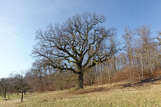 Römereiche bei Sulzthal