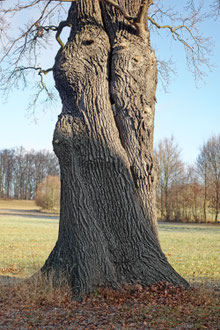 Eiche bei Teichnitz
