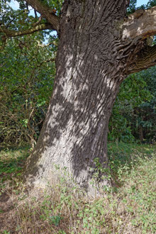 Eiche bei Kittendorf