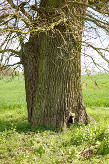 Eiche bei Hofholz