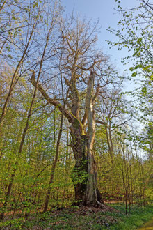 Bräutigamseiche bei Kasseedorf