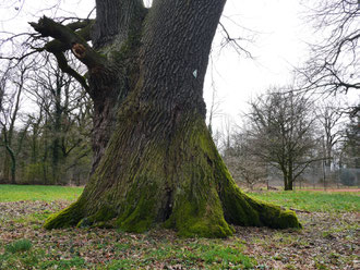 Eiche auf der Allerwiese bei Wienhausen