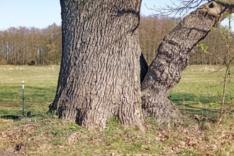 Eiche bei Wendschott
