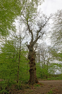 Eiche bei Groß Disnack