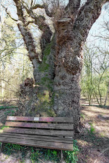 Eiche bei Liebenau