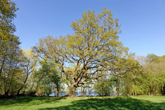 Eiche bei Godau