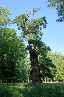 Knusteiche im Ivenacker Tiergarten