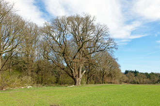 Eiche bei Großenkneten